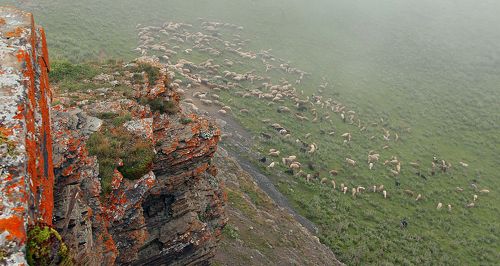На горных пастбищах..