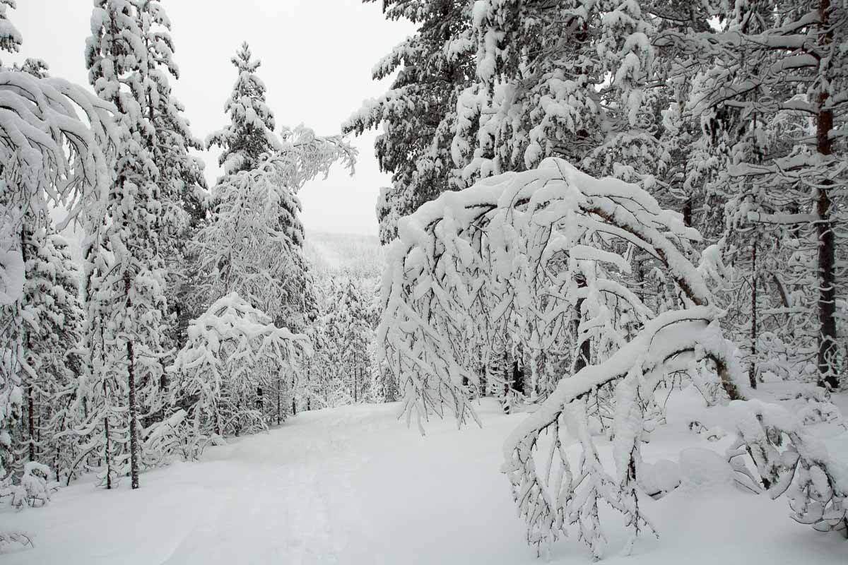 снег, зима, мурманск, север, лес, ель, сосна, белый, Сергей Козинцев