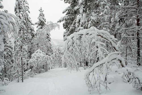 Год назад под Мурманском.