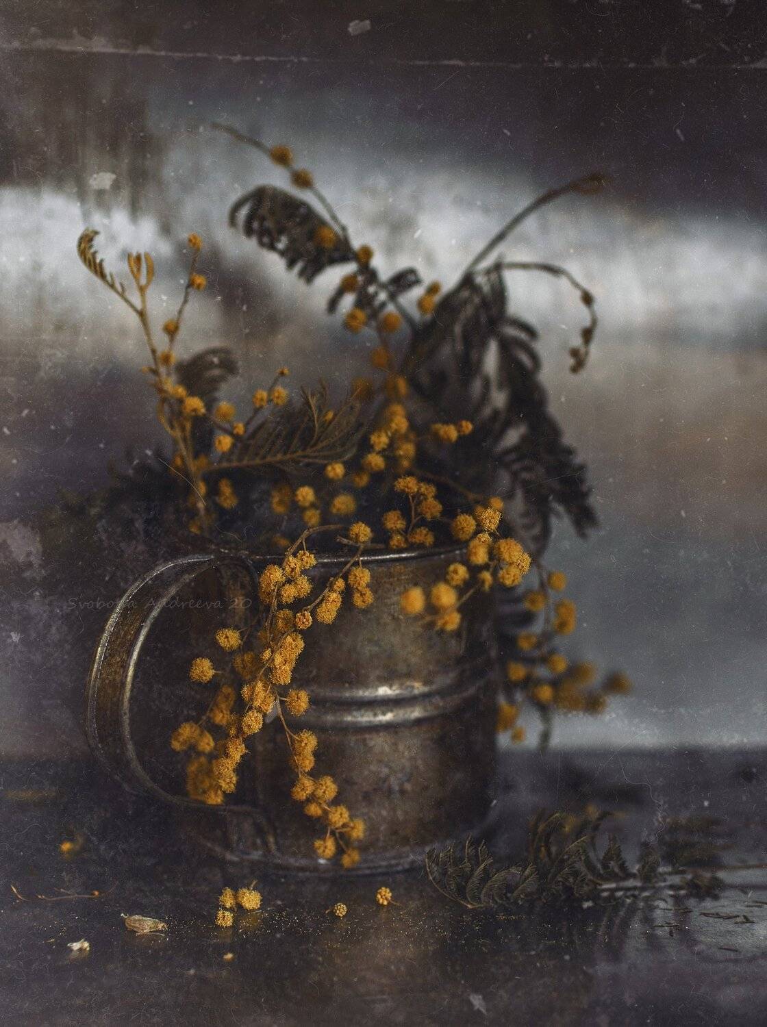 , Svoboda Andreeva