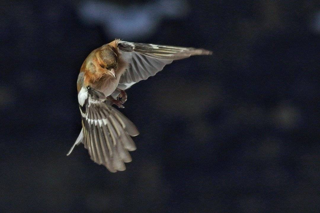, Георги Славов