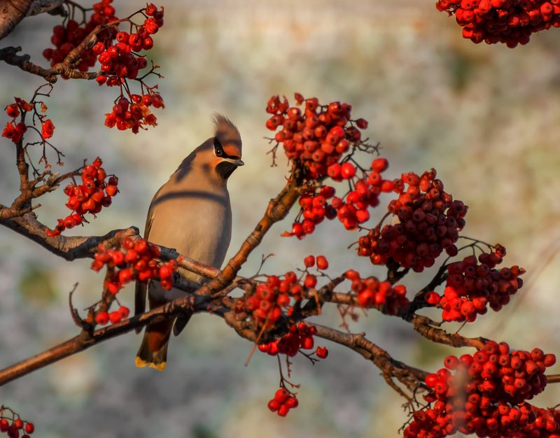 birds, птица, свиристель, зима, рябина, На январской рябине .. фото превью