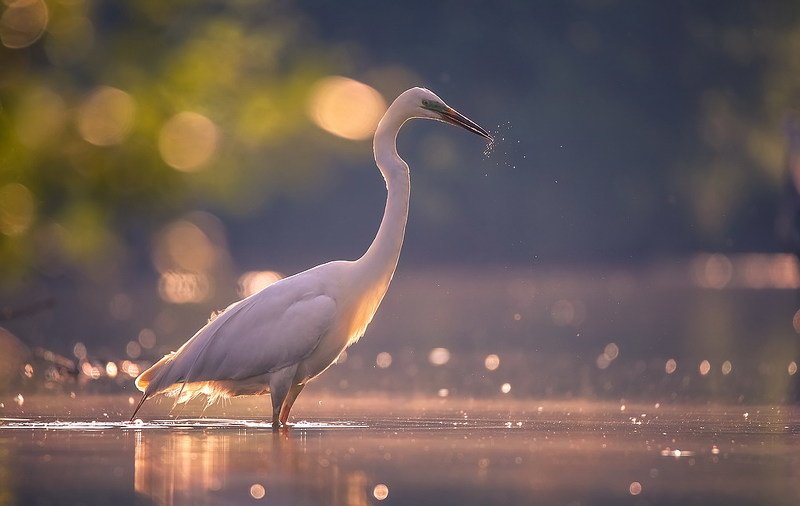В утреннем свете фото превью