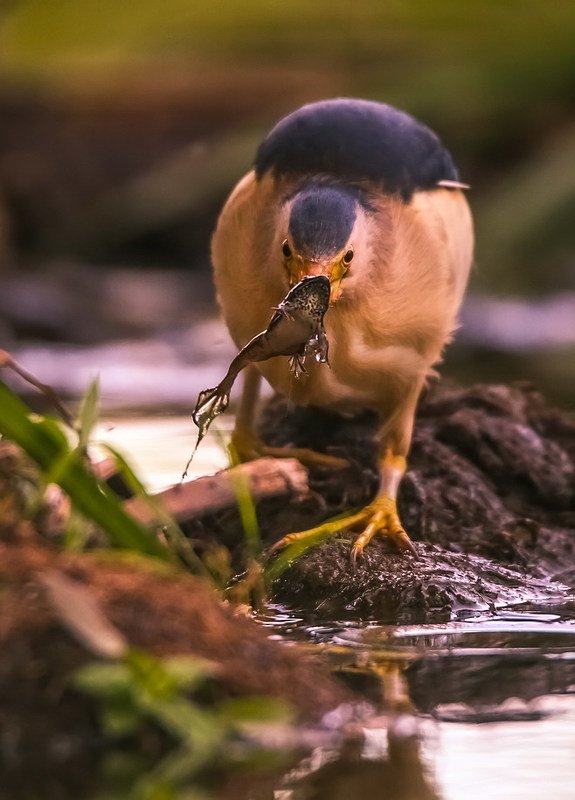 Удачная охота фото превью
