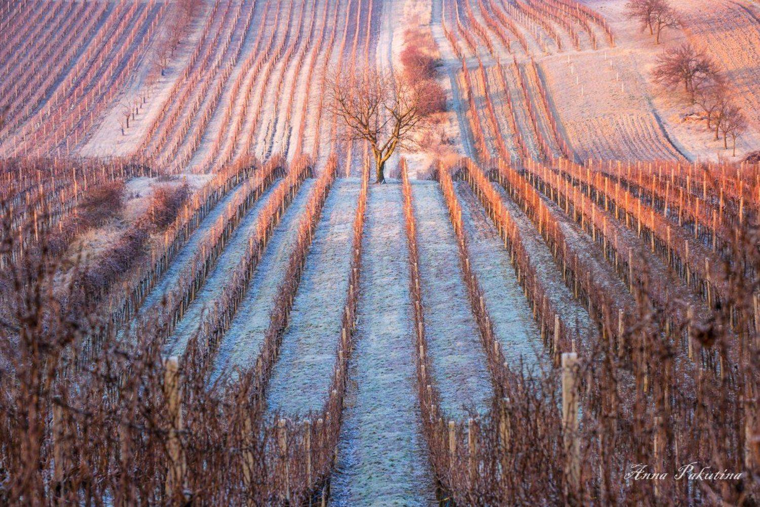 , Анна Пакутина