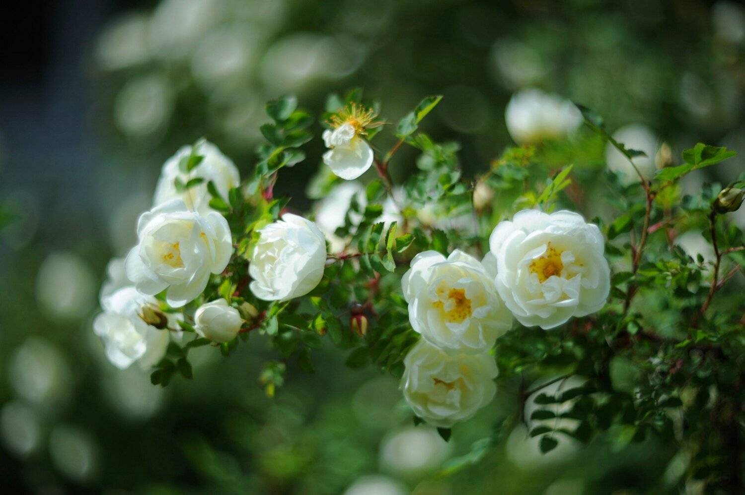 чайные розы, Дарья Васильева