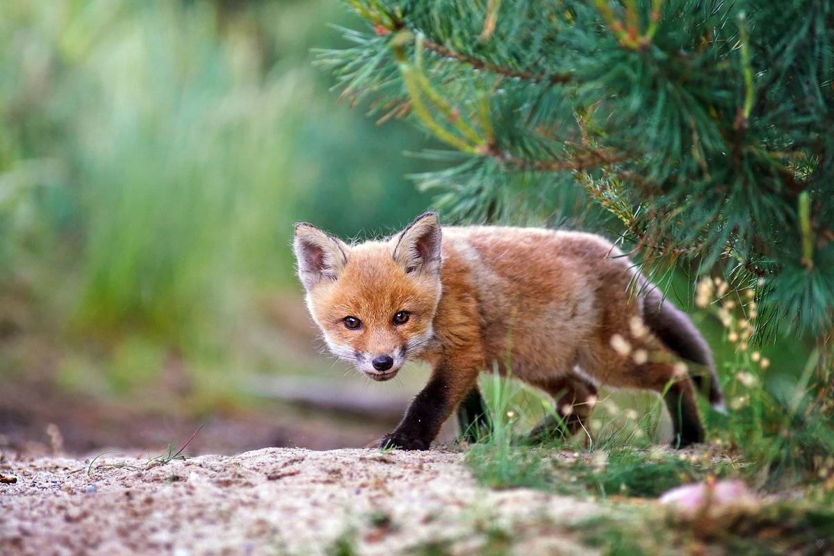 fox, red fox, wildlife, forest, Wojciech Grzanka
