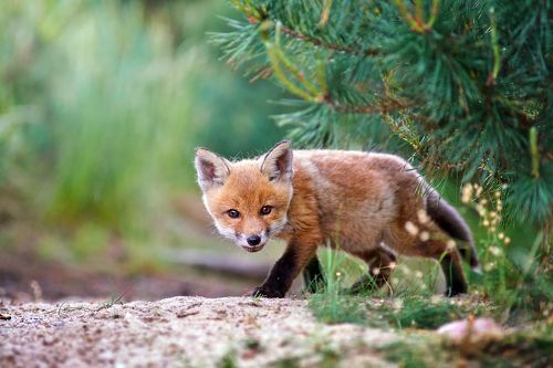 Crouching Tiger, Hidden Dragon