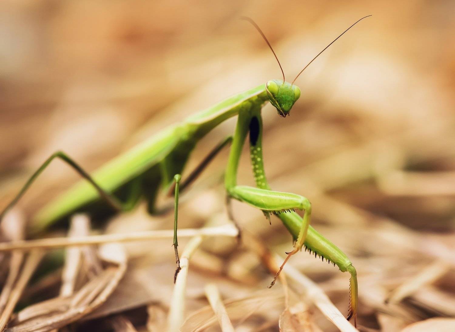 зелёный, Игорь