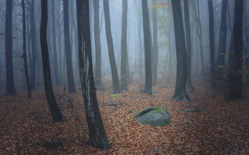 Mystical forest