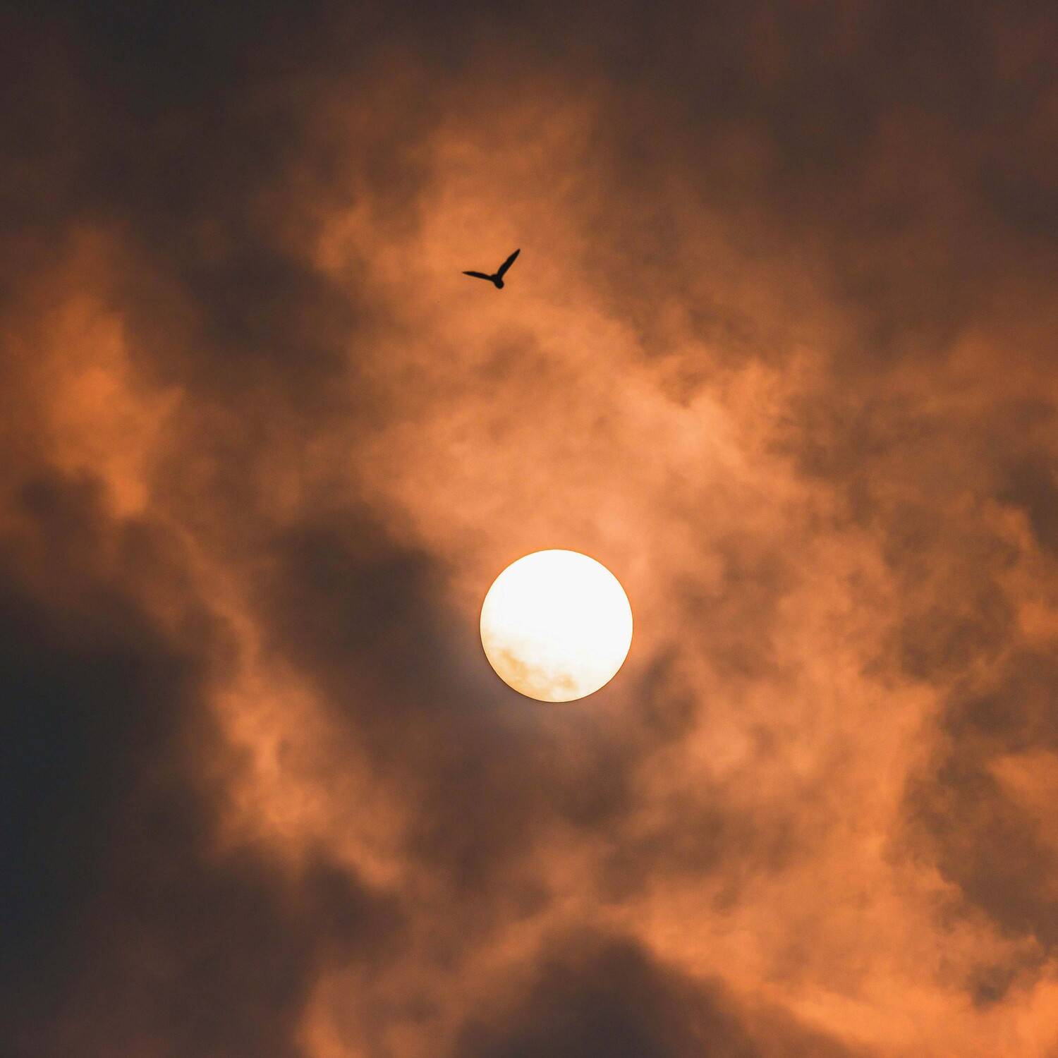 икар - победитель высоты, герой греческих мифов, слишком близко подлетевший к солнцу., Михаил Белоусов