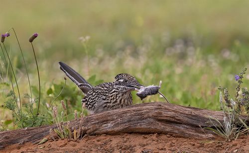 Greater Roadrunner - Калифорнийская земляная кукушка.