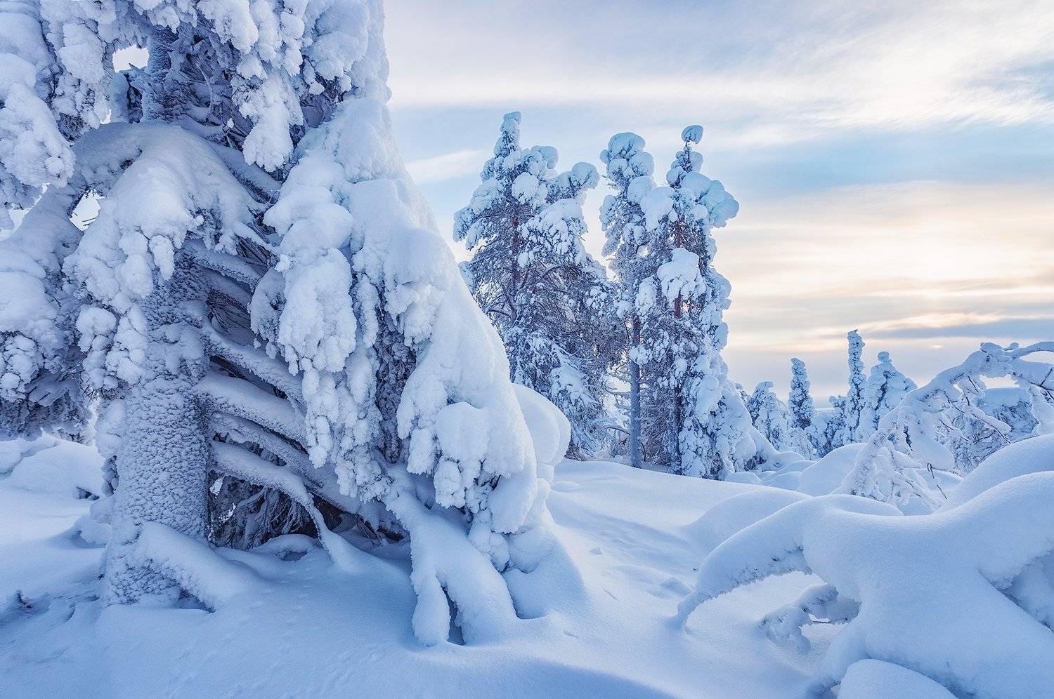 заполярье, гора, снег, ели, волосная, Владимир Липецких