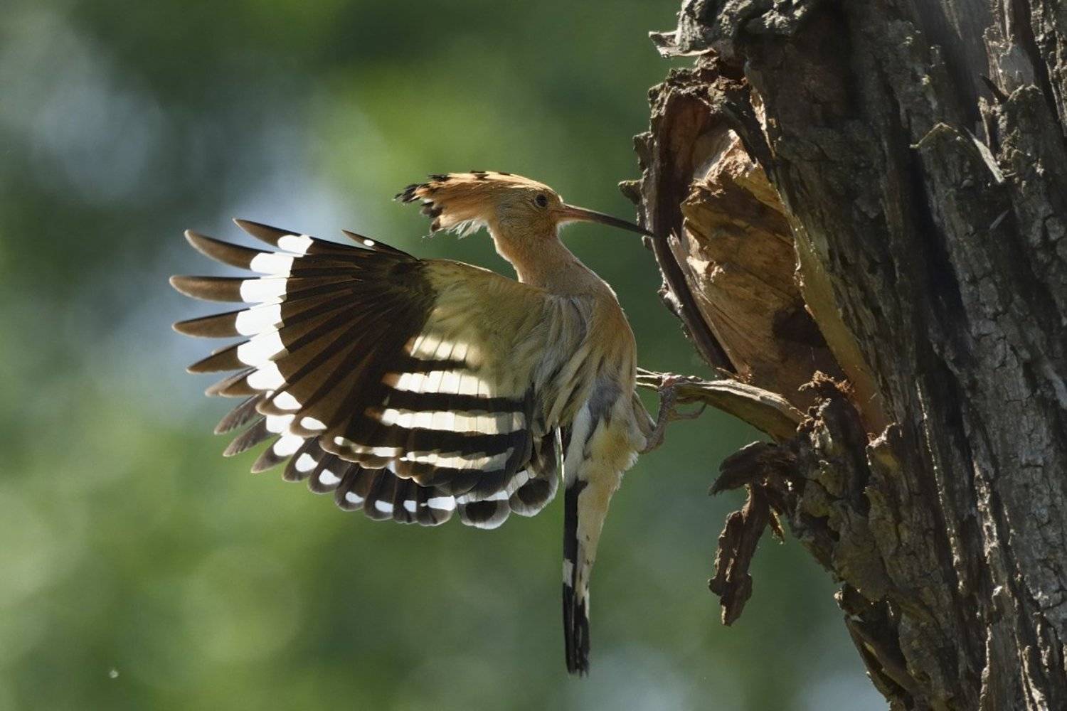 птицы birds, Jaroslav Mego