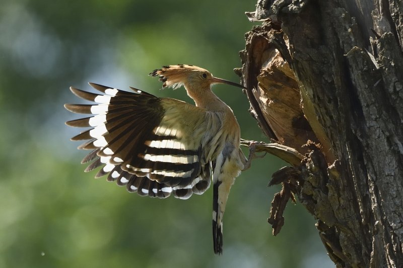 птицы birds Upupa epops фото превью