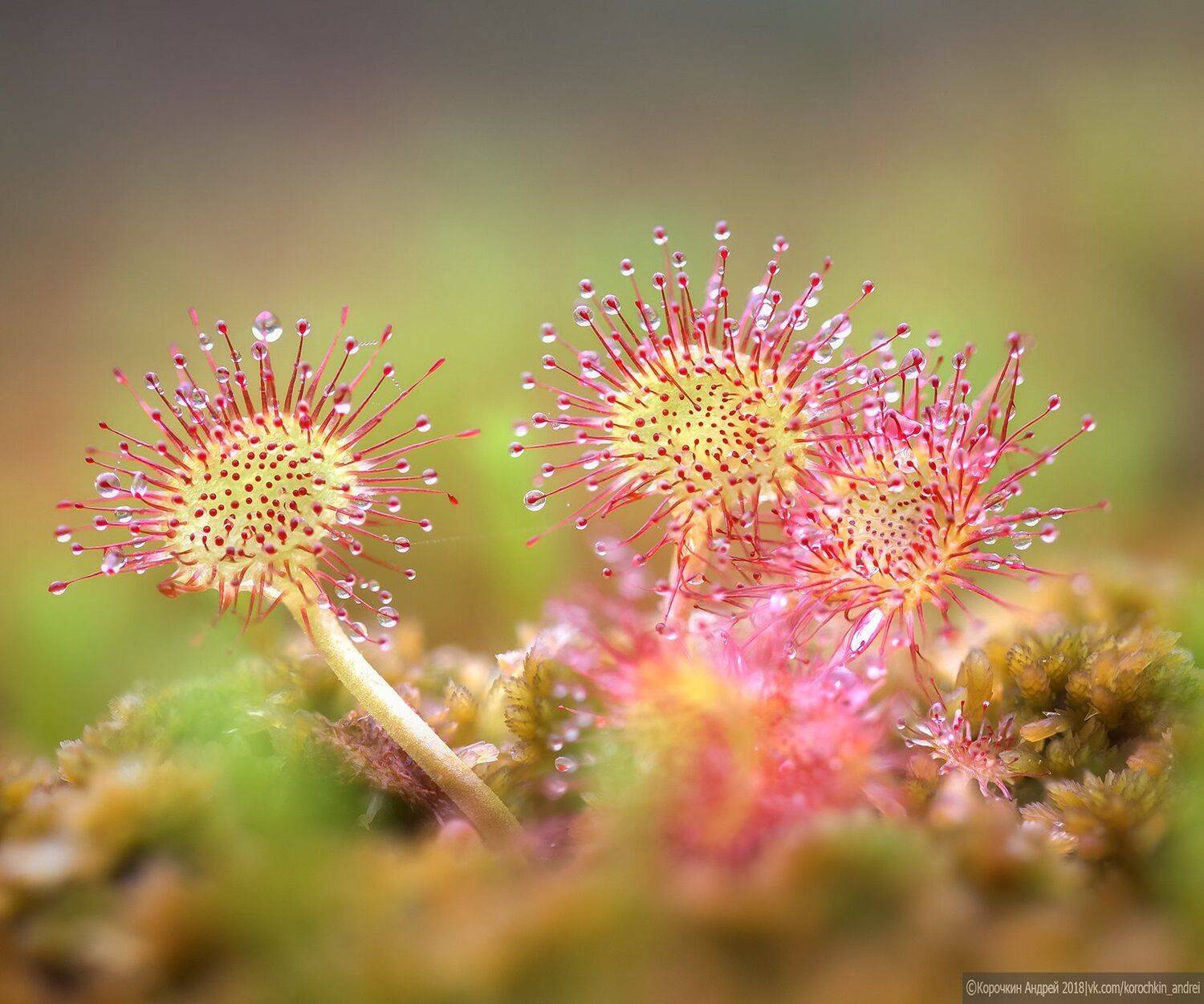 , Андрей Корочкин