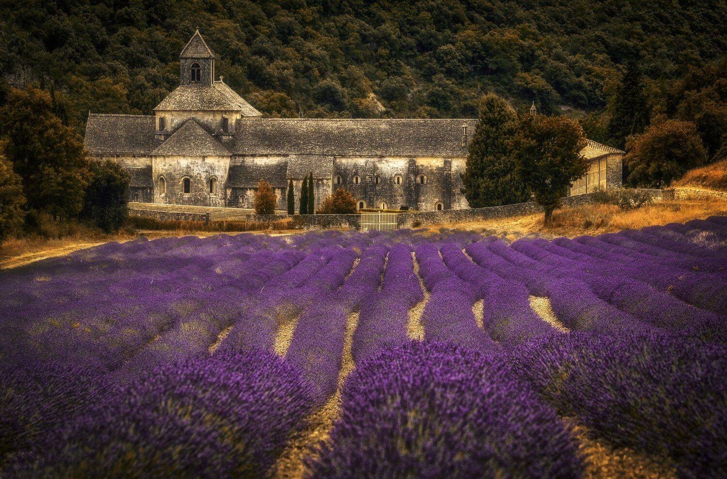 лаванда, поле, монастырь, Александр Безмолитвенный