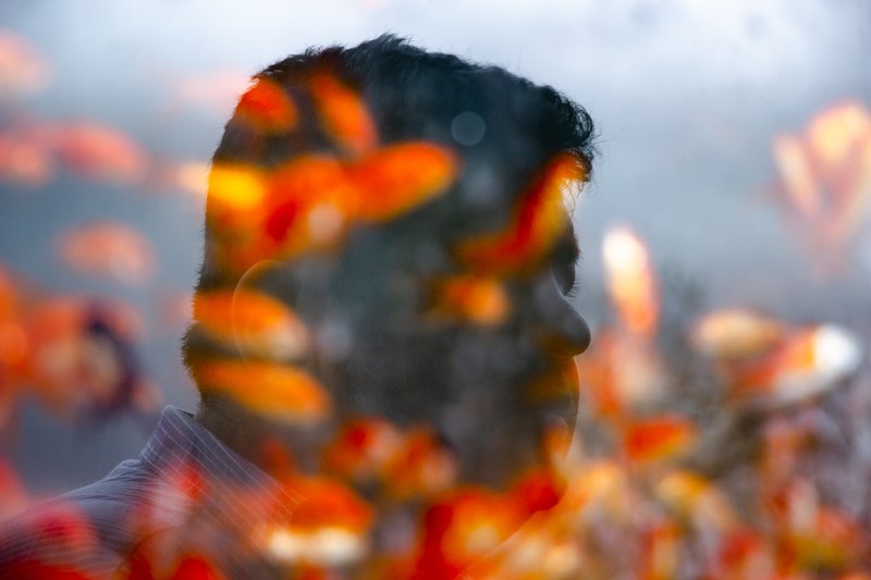 goldfish,fish,nowruz,celebration,human,animal Goldfish фото превью