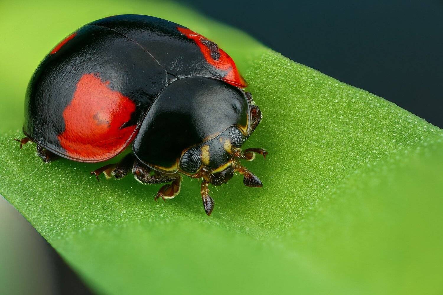 жук макро природа цвет зеленый растение синий, Андрей Шаповалов