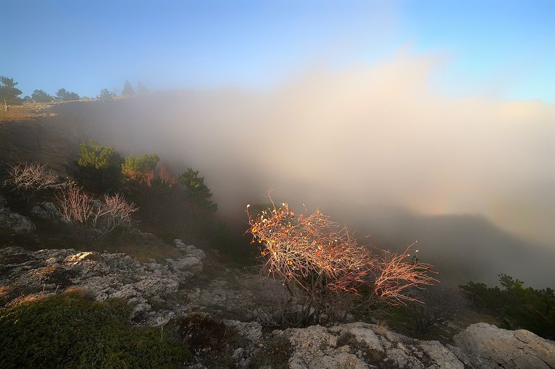 крым, горы, осень, ай-петри, сосны, туман Туман на Ай-Петри фото превью