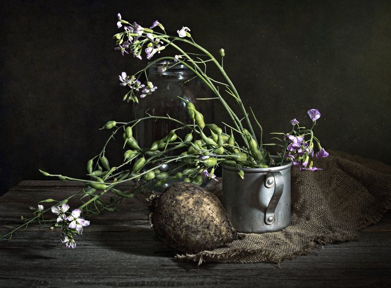 Редька зацвела фото превью