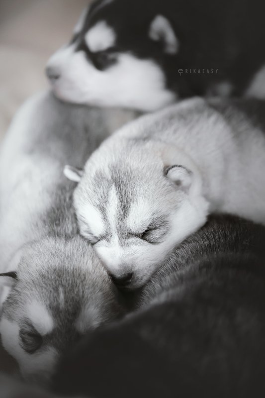 хаски, щенки Monochrome pile фото превью