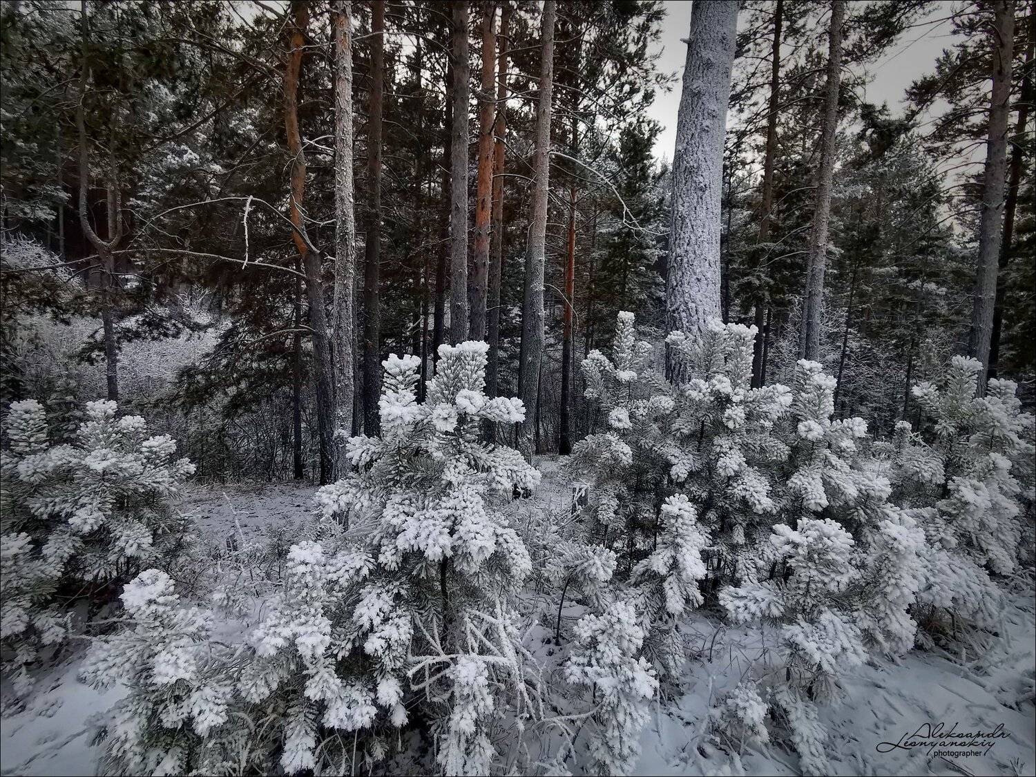 забайкальский край, Александр Леснянский