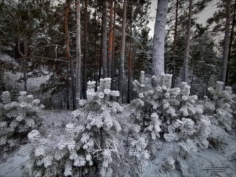 забайкальский край Изморозь фото превью