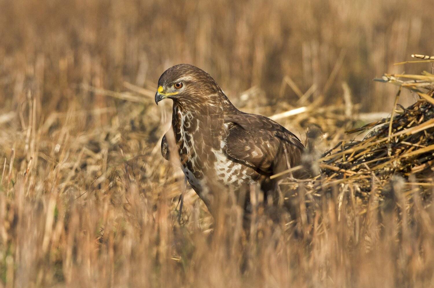 , Александр Гусар