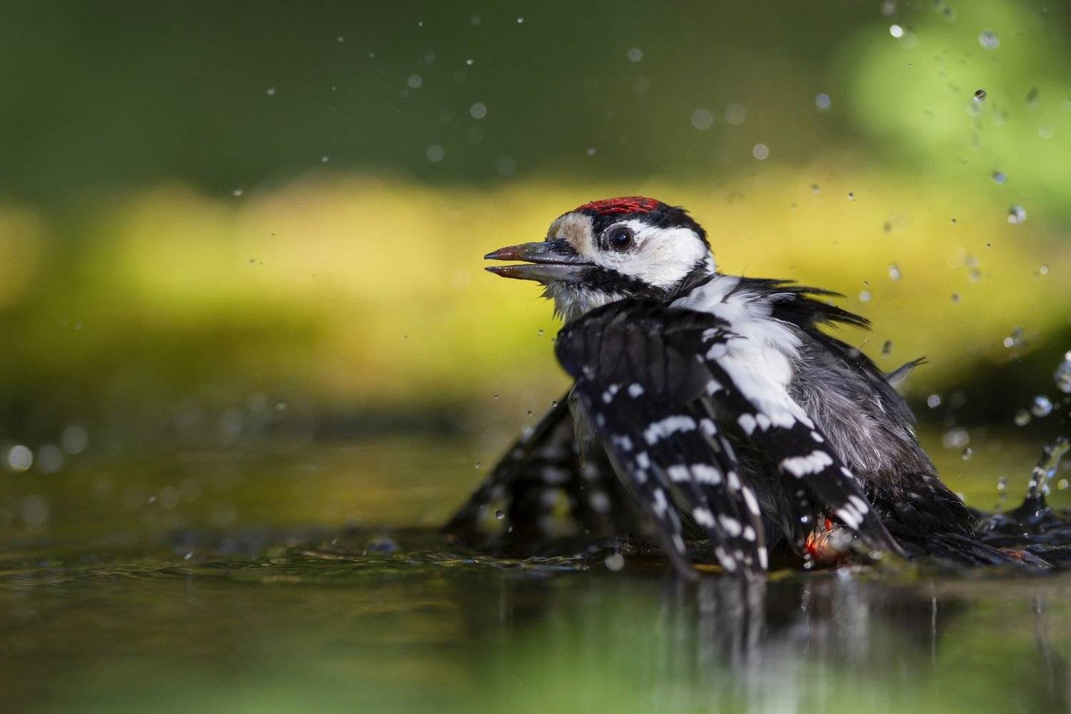 , Елена Куликова