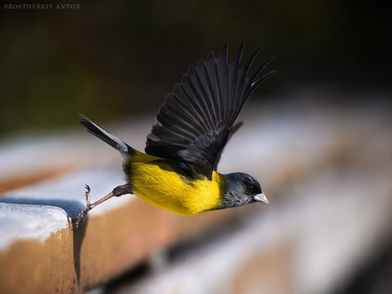 птица, крылья, Патагония, фототур, взмах, полёт,, Антон Ростовский