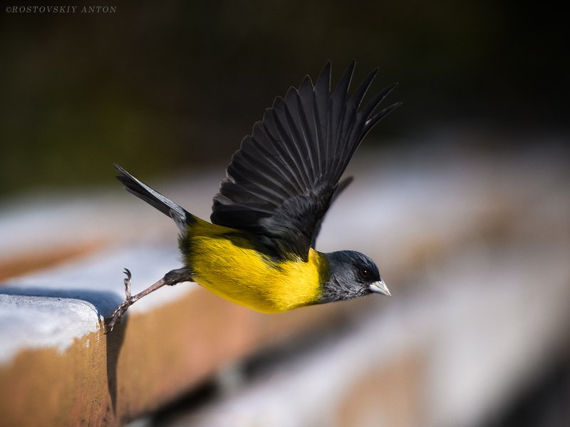 птица, крылья, Патагония, фототур, взмах, полёт, Старт фото превью