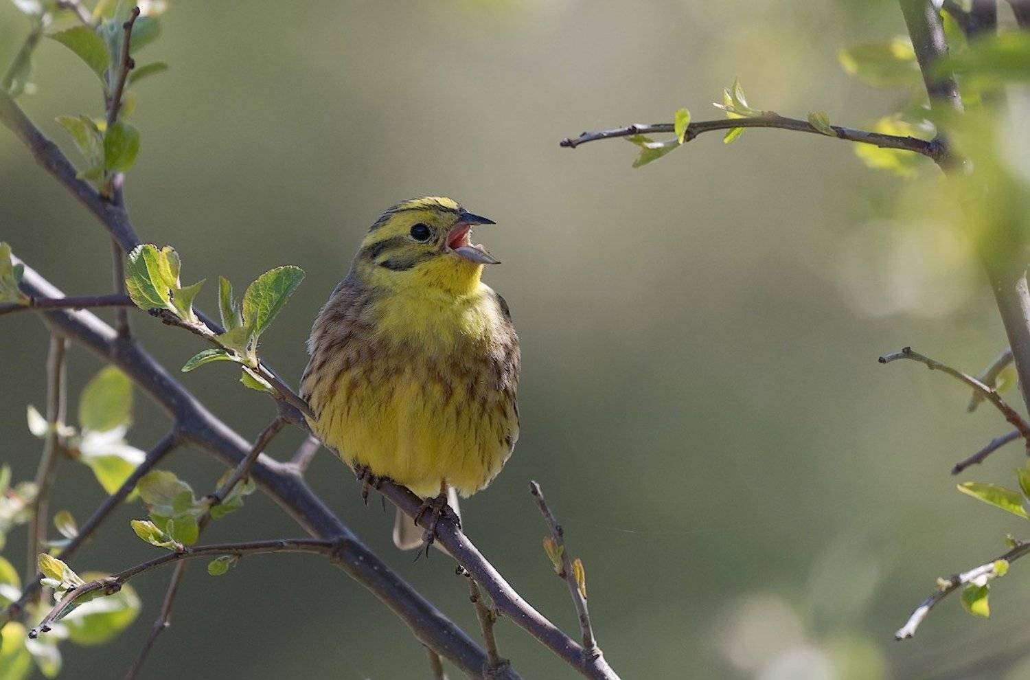 природа, птицы, овсянка, песня, куст, Александр Смолкин
