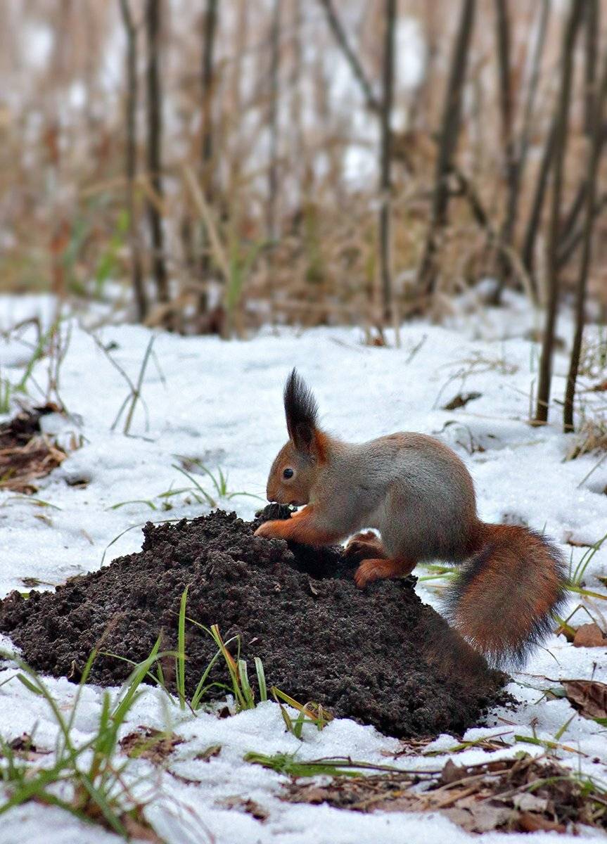 , Галина Горькавая