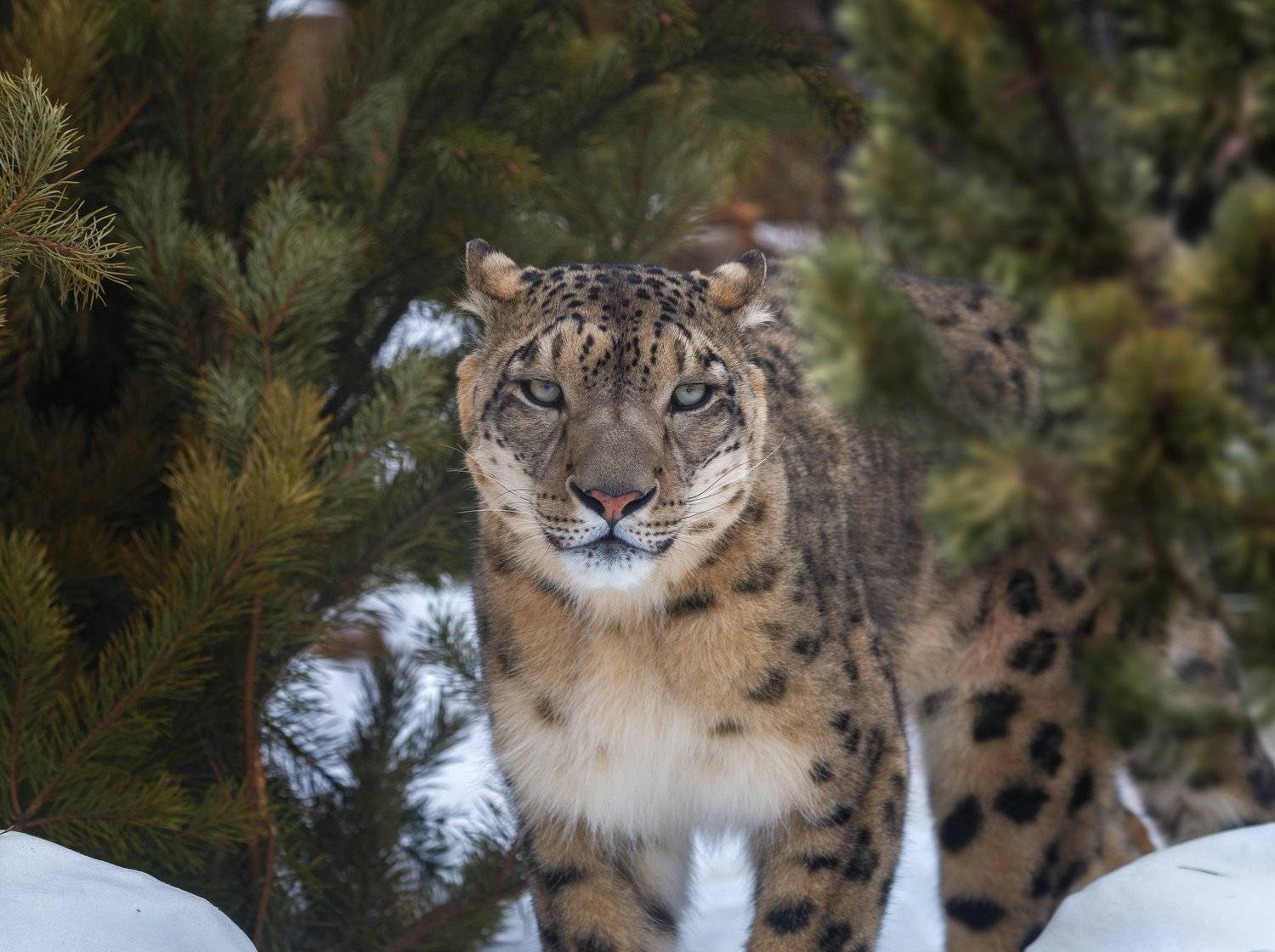 снежный барс, Олег Богданов