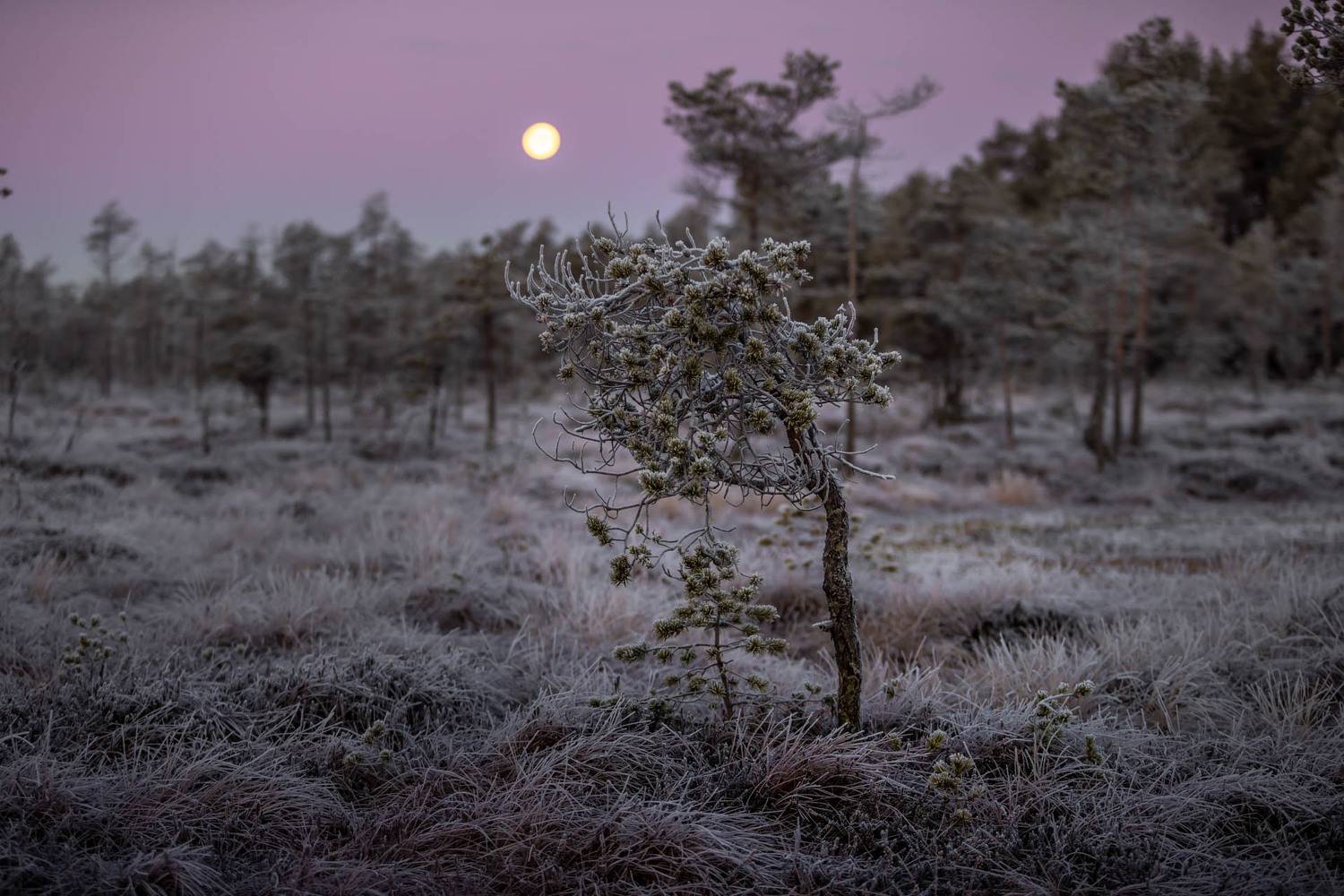 , Елена Маковоз