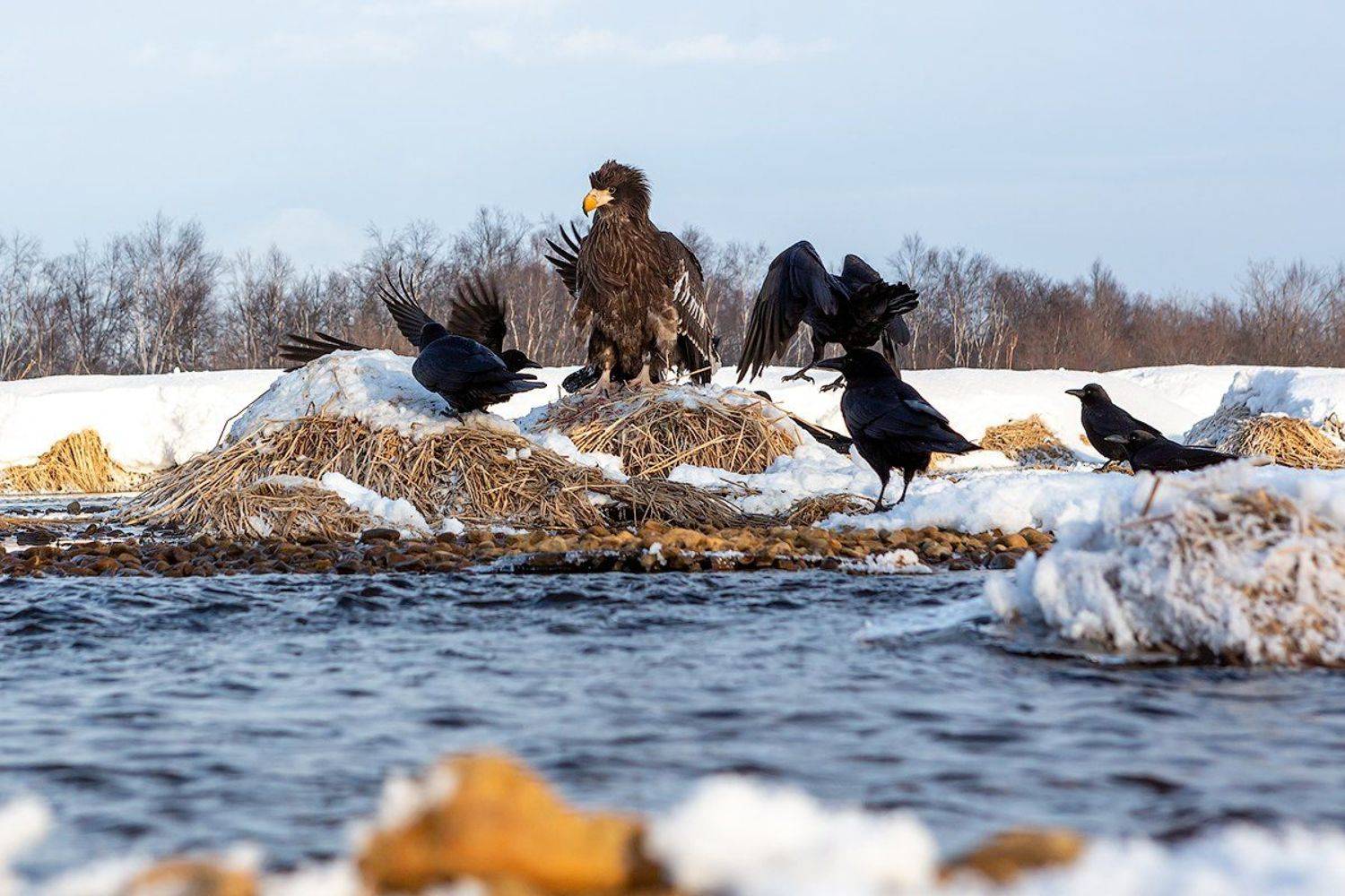 камчатка, орел, природа, путешествие, фототур, пейзаж, зима, Денис Будьков
