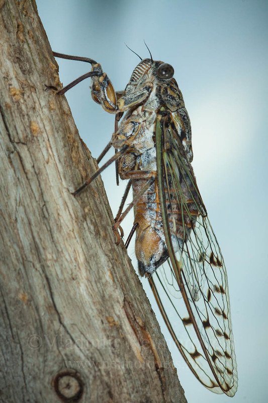 cicada orni, cicada, dzhankhot, krasnodar territorynorth west caucasus, northwestern caucasus, russia, insect, insecta, animals, hemiptera, cicadidae, female, vertical frame, macro, nature, oviposition, egg-laying, burck, tree trunk, trunk, wood Ясеневая цикада (Cicada orni) откладывает яйца в сухой ствол сосны / Cicada orni is laying eggs in a dry pine trunk фото превью