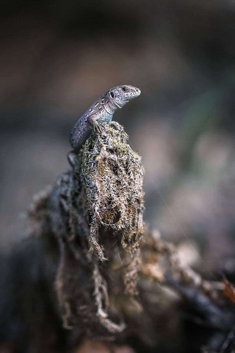 , Вячеслав Мищенко