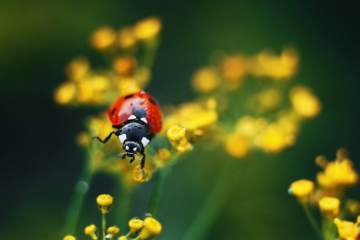 macro bokeh insect nature helios, Анастасия Колесникова
