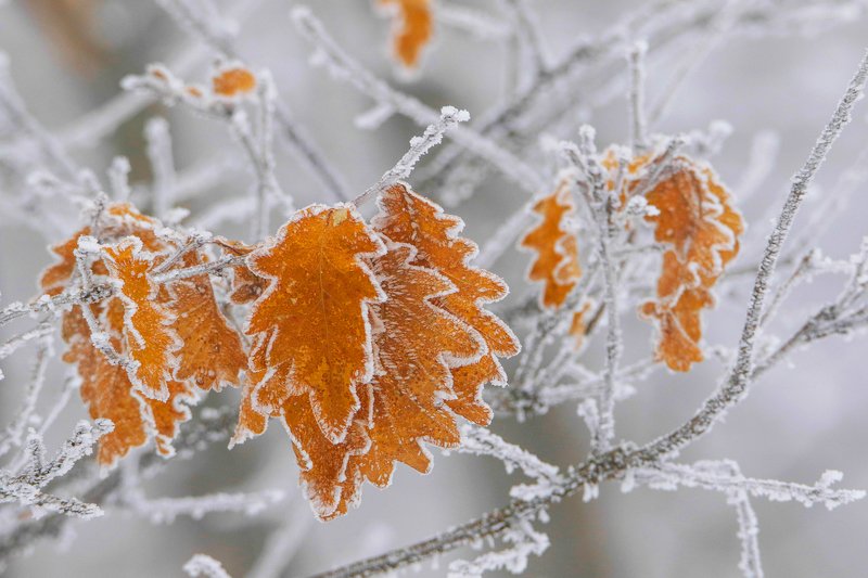 зимние оттенки осени.. фото превью