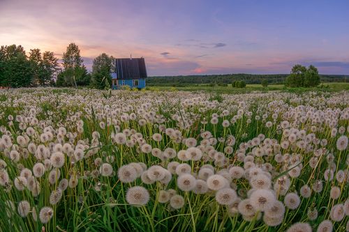 планета Одуванчиков