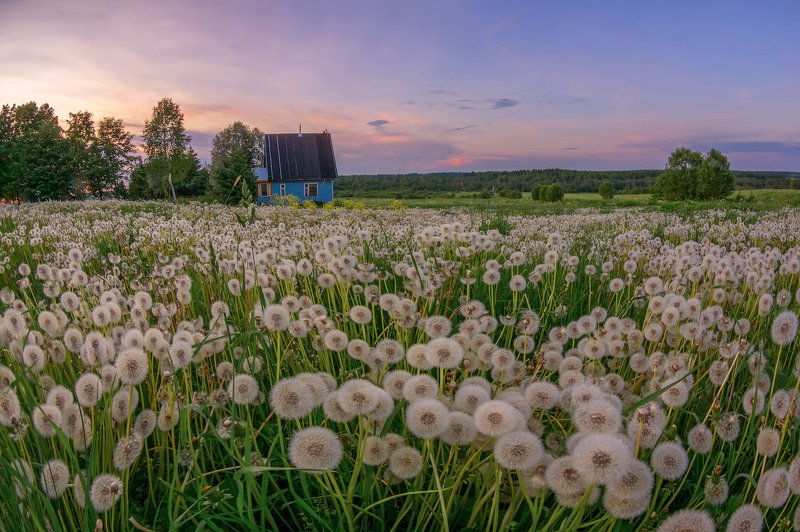 планета Одуванчиков фото превью