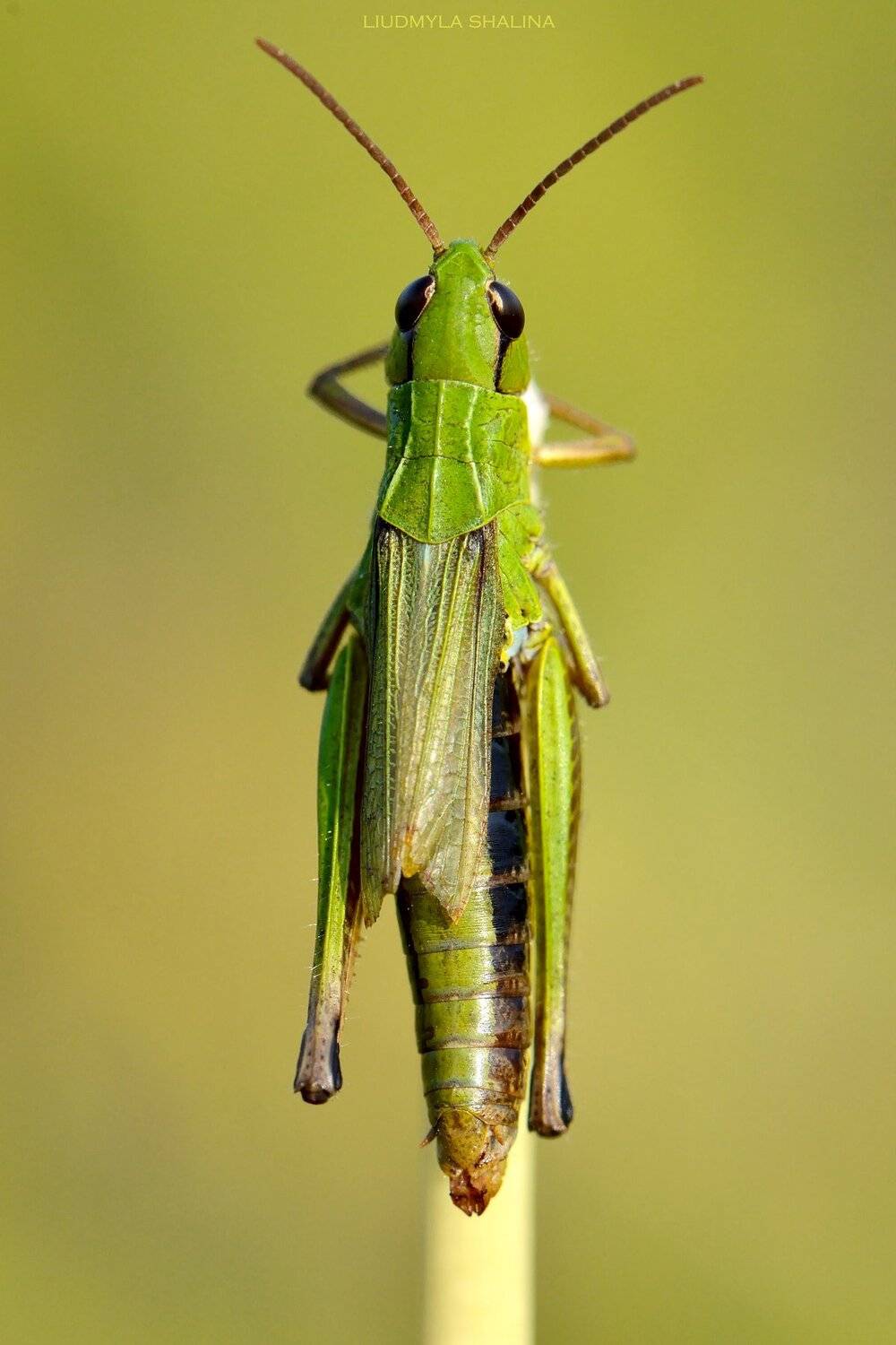 кобылка , луг , лето , зеленый, Людмила Шалина