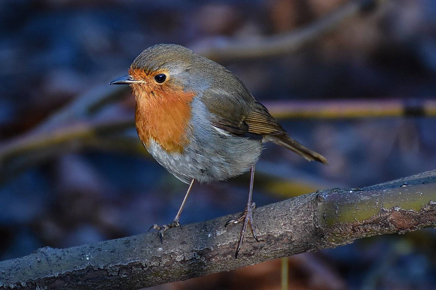 птицы, природа, Сергей Духанин