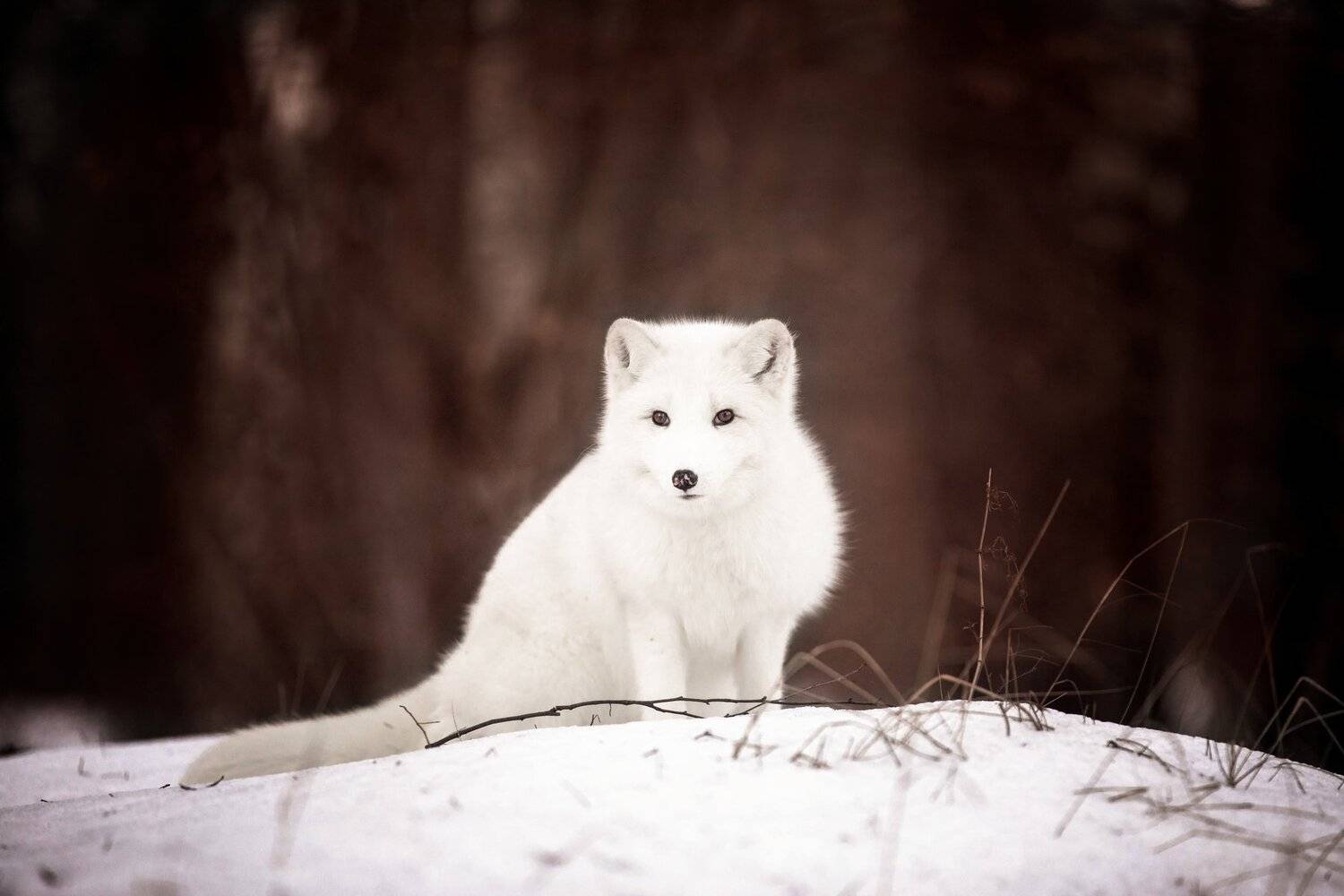 , Андрей Ершов