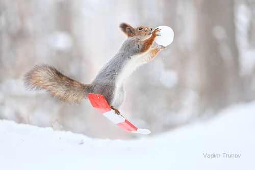 Freestyle