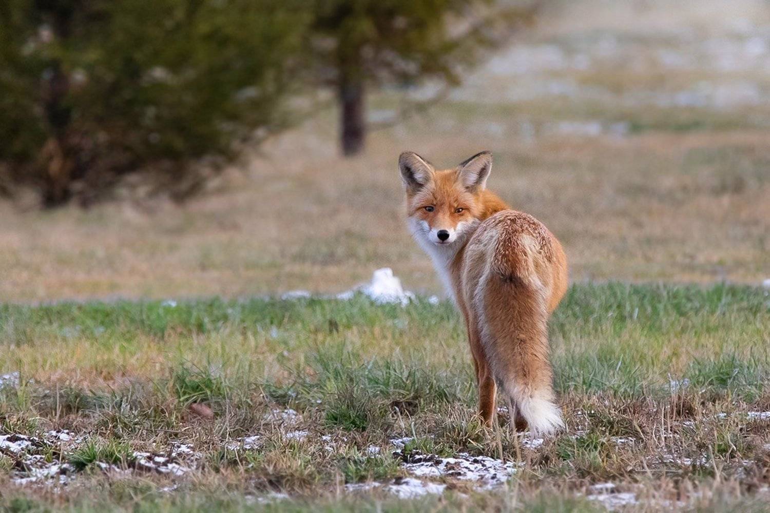 лиса, территория, интерес, Наталия Сытина