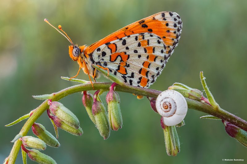 шашечница фото превью