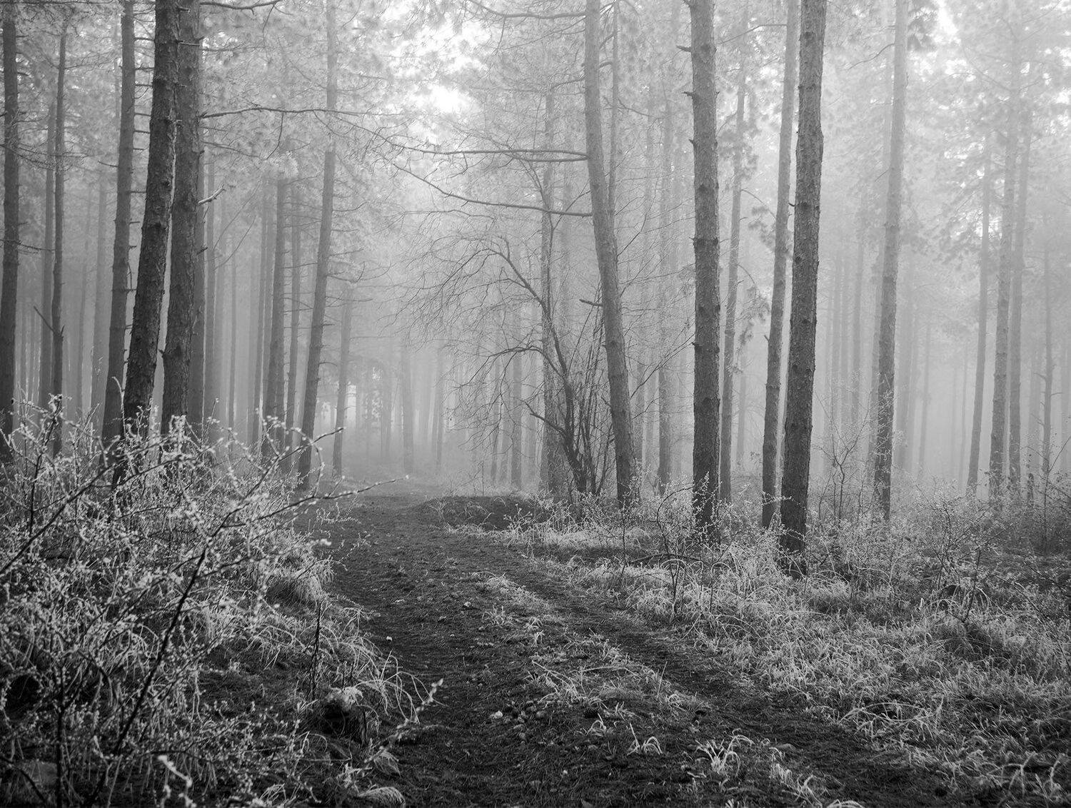 , Красимир Георгиев